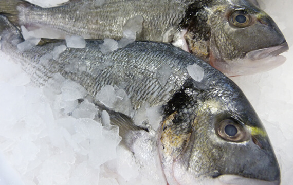 Čerstvé ryby v ľade